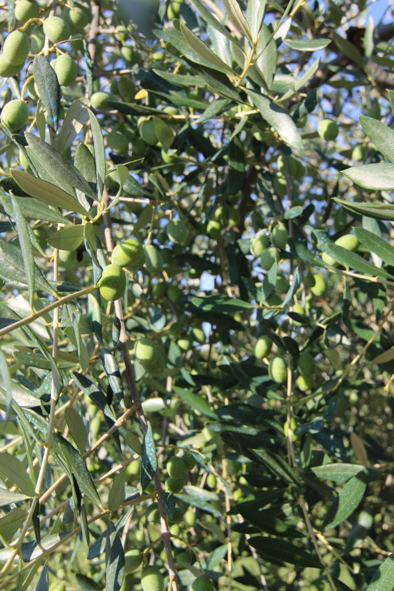 Dettagli 6